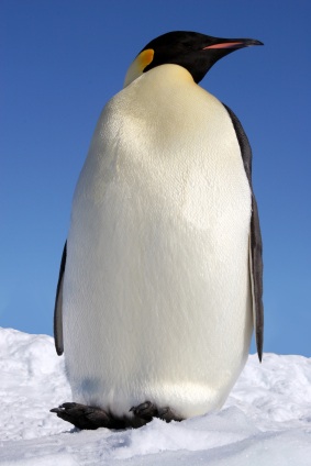 Penguin